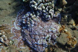 Image of Blue rice coral