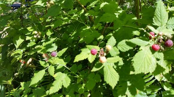 Image of White-Stem Raspberry