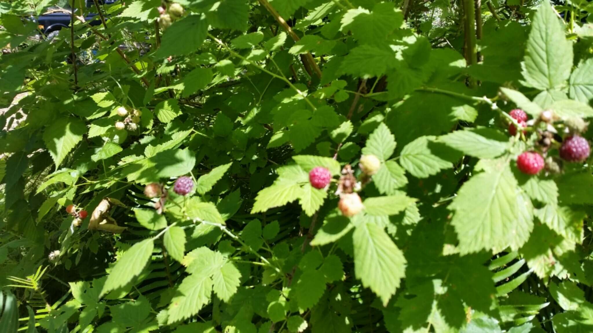 Image de Rubus leucodermis Dougl. ex Hook.