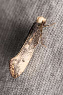 Image of Tinea occidentella Chambers 1880