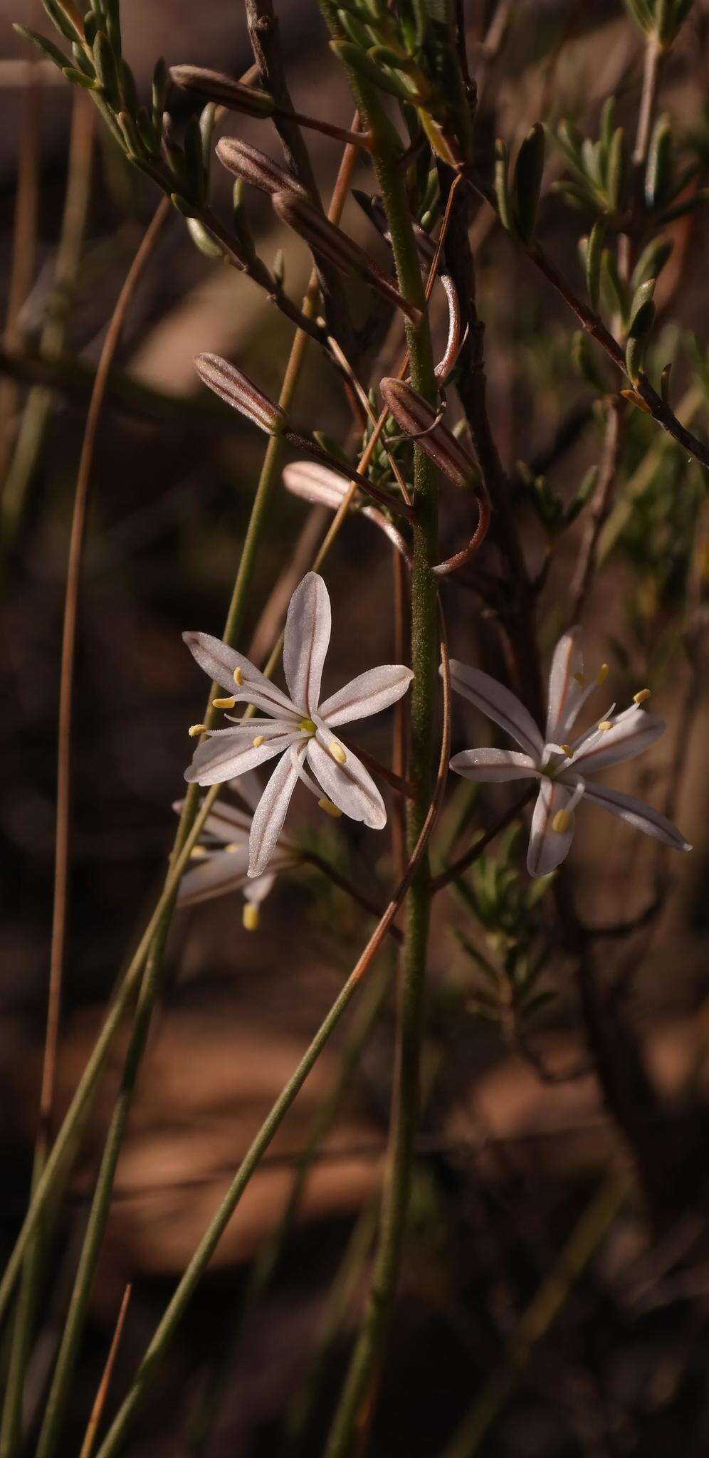 Слика од Trachyandra gracilenta Oberm.