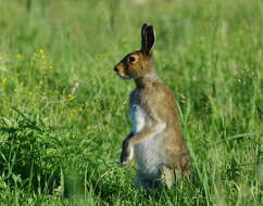 Imagem de Lepus timidus Linnaeus 1758