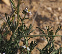 Image de Erucaria rostrata (Boiss.) A. W. Hill ex Greuter & Burdet