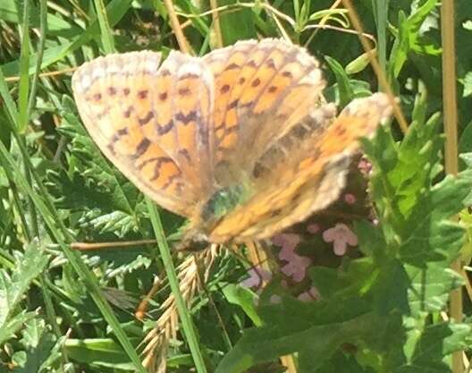 Image of Twin-spot Fritillary