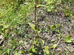 Imagem de Gentianella umbellata (M. Bieb.) Holub