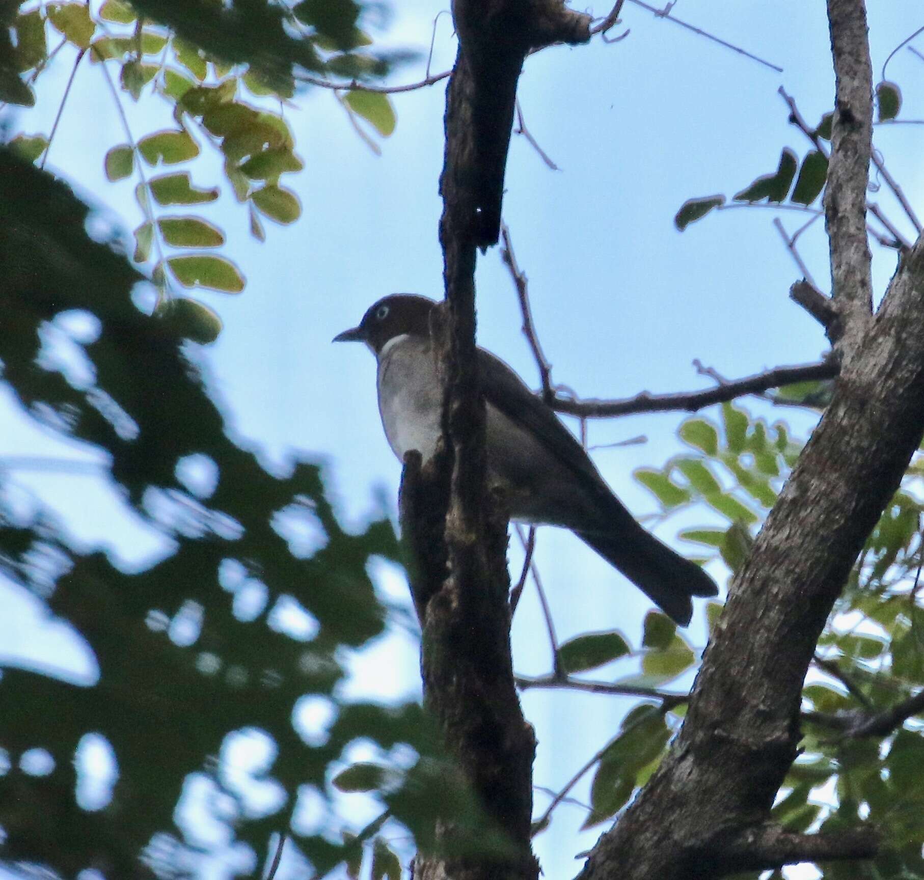 Image of White-eyed Thrush