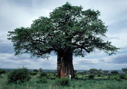 Image of African Baobab