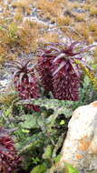 Image of Eucomis vandermerwei I. Verd.