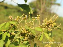 Слика од Flemingia macrophylla (Willd.) Merr.