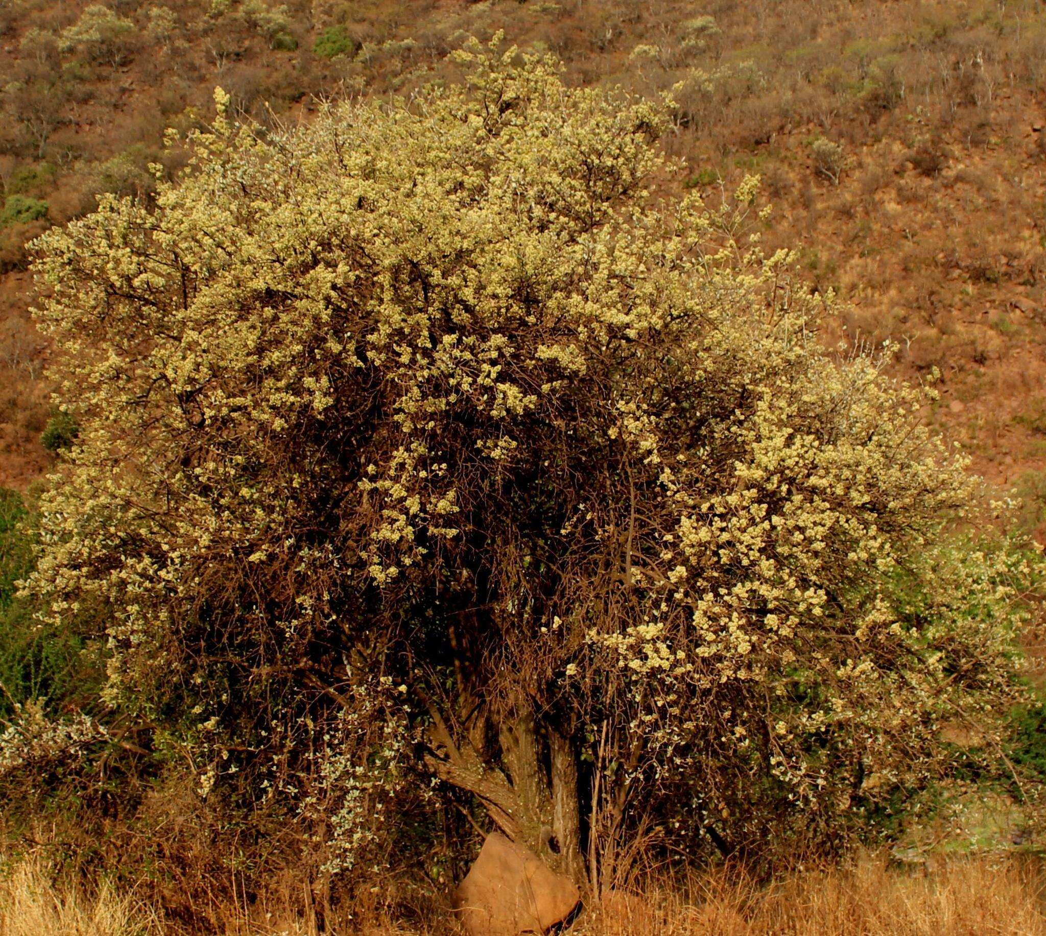 صورة Tarchonanthus camphoratus L.