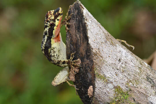 Image de Anolis lyra Poe, Velasco, Miyata & Williams 2009