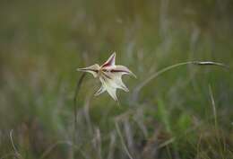 Image of Gladiolus longicollis Baker