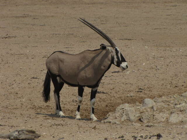 Image of Grazing antelope