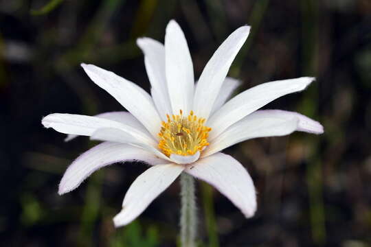 Imagem de Knowltonia tenuifolia (L. fil.) Mosyakin