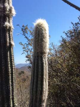 Pilosocereus quadricentralis (E. Y. Dawson) Backeb. resmi