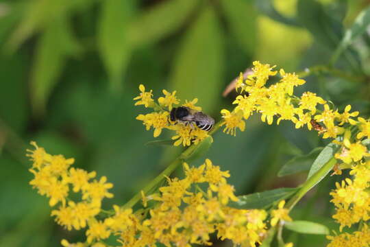 Image of Colletes simulans armatus Patton 1879