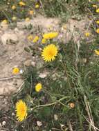 Image of slender sowthistle