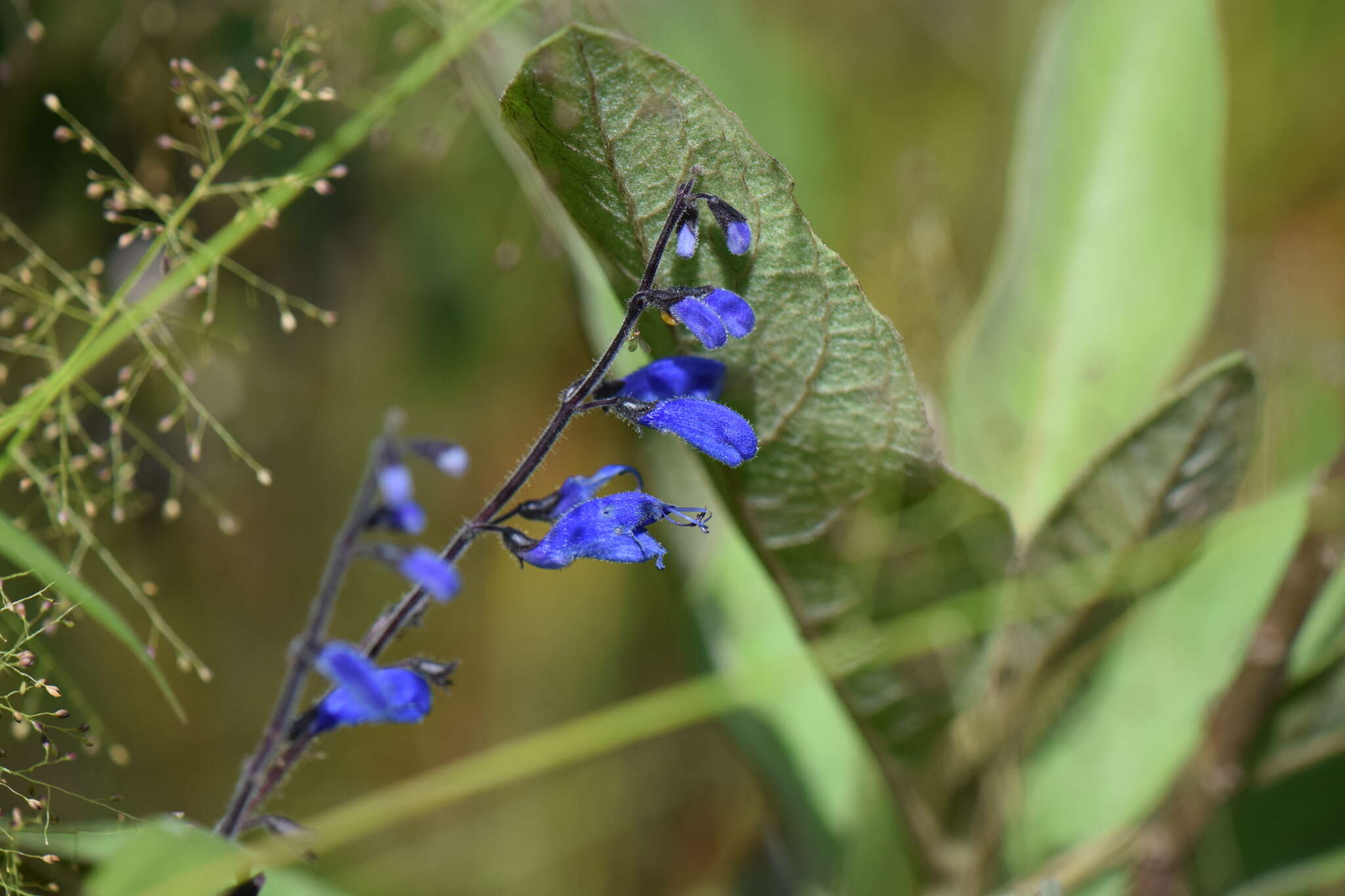 Image of Salvia cacaliifolia Benth.