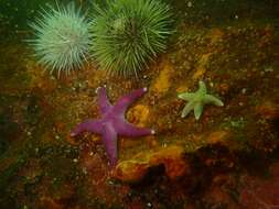 Henricia sanguinolenta (O. F. Müller 1776) resmi