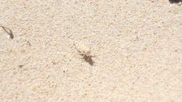 Image of Algarve Sand Grasshopper