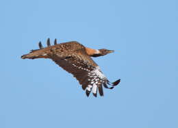 Image of Ludwig's Bustard