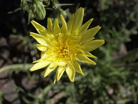 Слика од Calycoseris parryi A. Gray