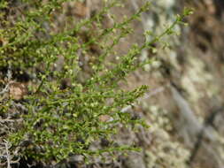 Image of Galium eriocarpum Bartl. ex DC.