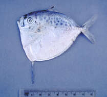 Image of moonfishes