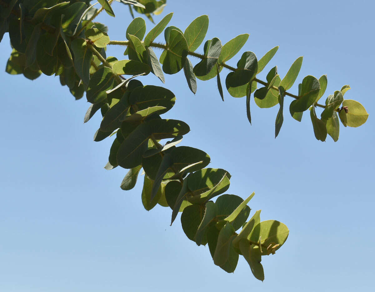 Image of Corymbia setosa (Schauer) K. D. Hill & L. A. S. Johnson