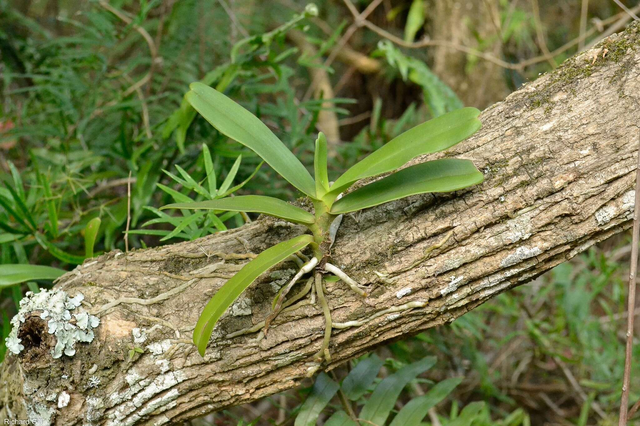 Image of Cyrtorchis arcuata (Lindl.) Schltr.