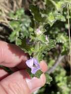 Sivun Euphrasia collina R. Br. kuva