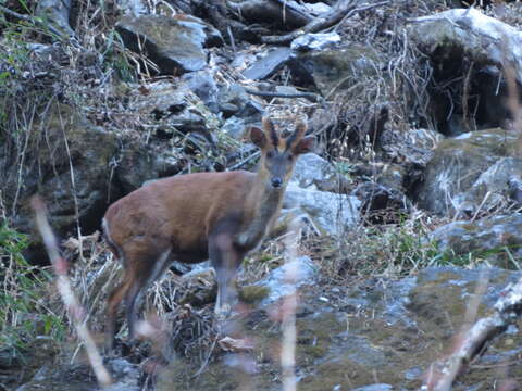 Image of Barking Deer