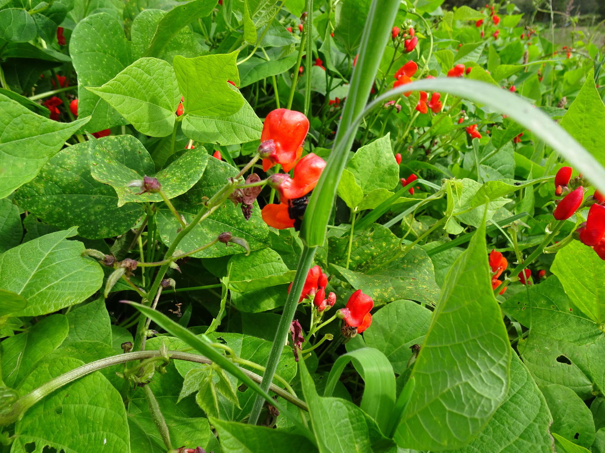 Image of Phaseolus coccineus subsp. coccineus