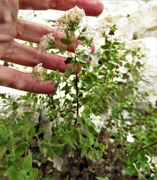 Imagem de Ageratina wrightii (A. Gray) R. King & H. Rob.