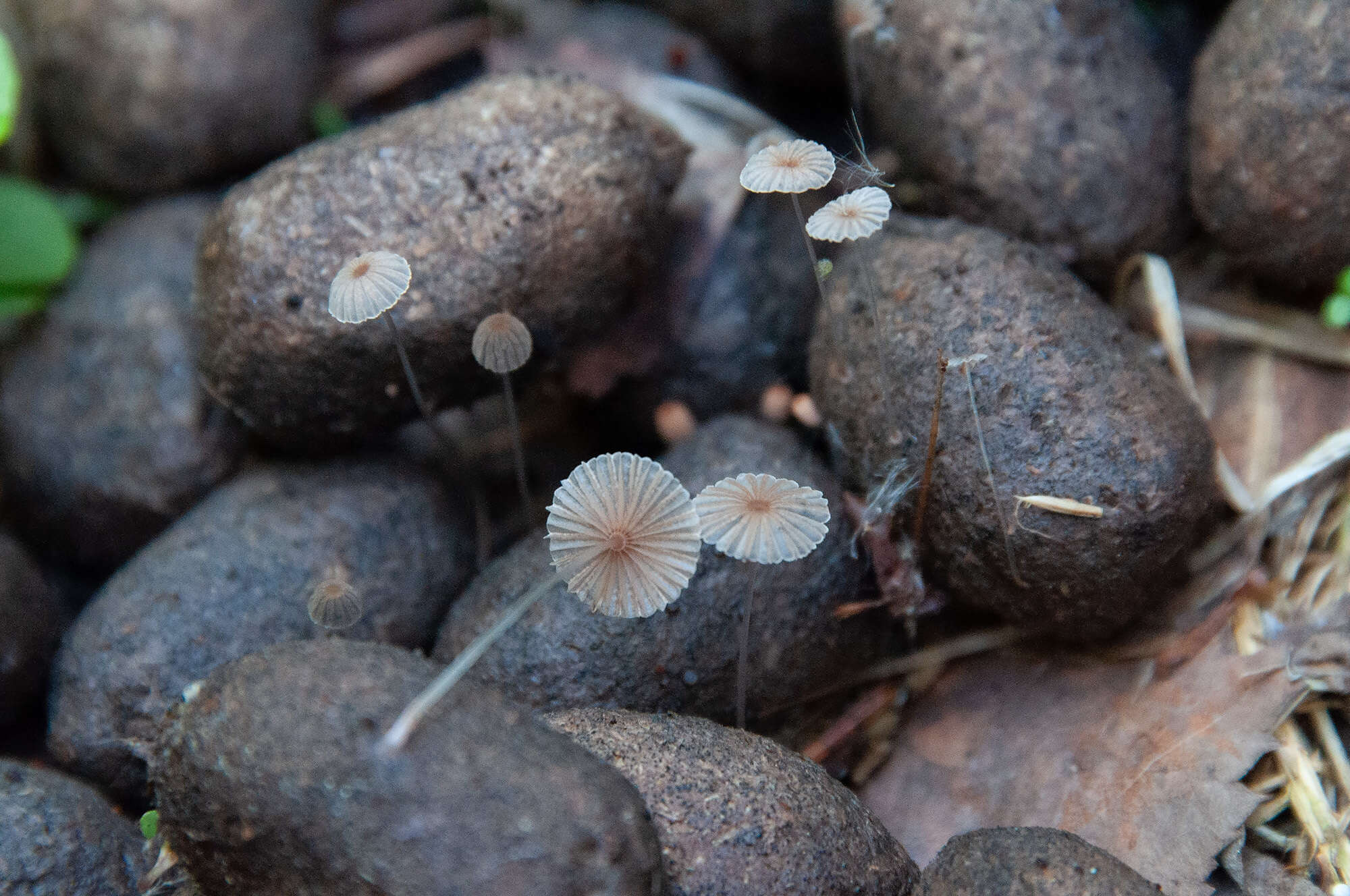 Image of Parasola misera (P. Karst.) Redhead, Vilgalys & Hopple 2001