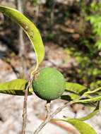 Image of Noronhia tropophylla (H. Perrier) Hong-Wa & Besnard