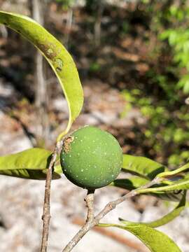 صورة Noronhia tropophylla (H. Perrier) Hong-Wa & Besnard