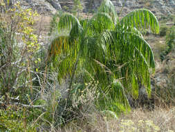 Image of Onilahy palm