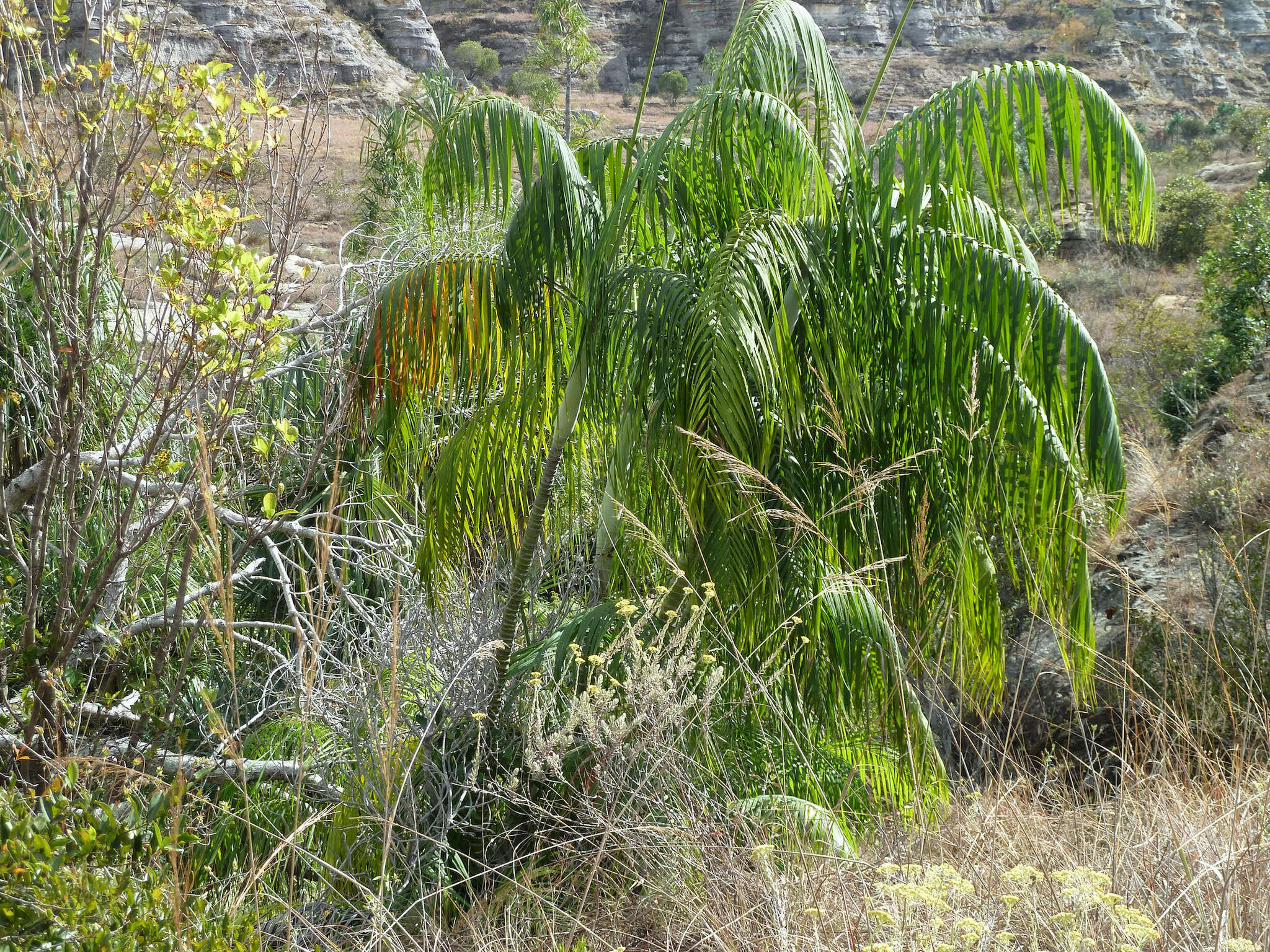 Image de Dypsis onilahensis (Jum. & H. Perrier) Beentje & J. Dransf.