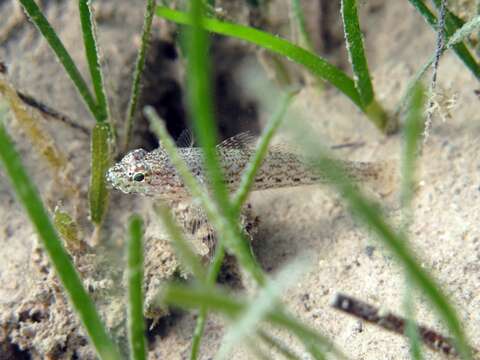 Image of Sarato's Goby