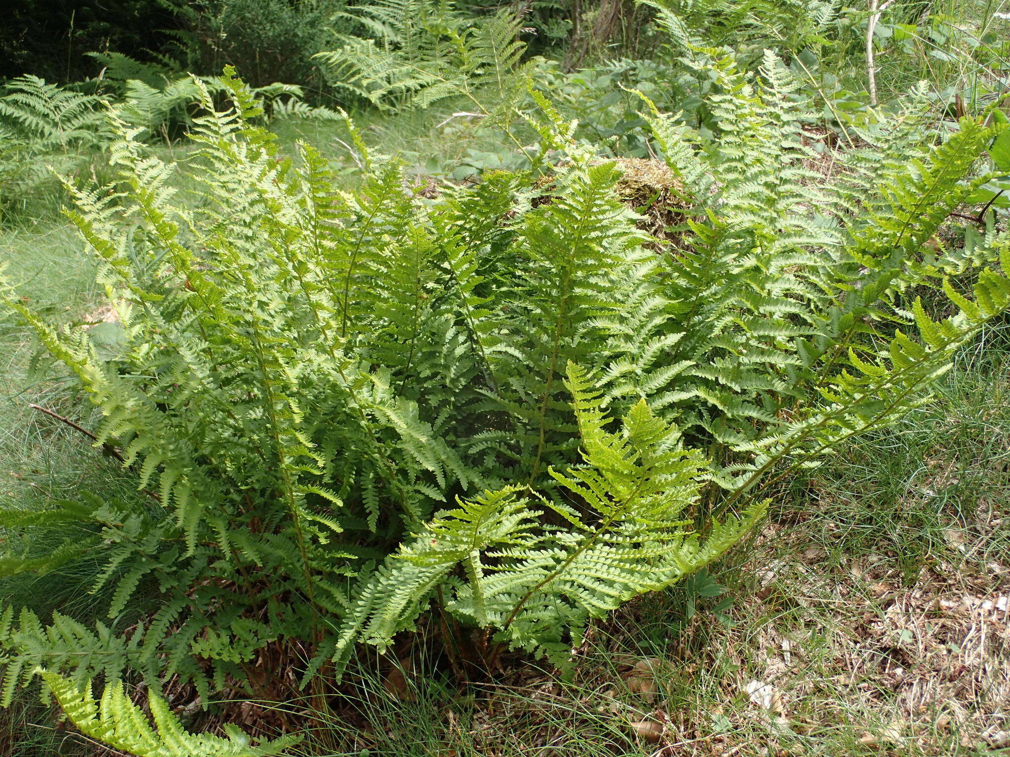 Imagem de Dryopteris oreades Fomin