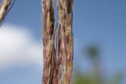 Plancia ëd Dichanthium annulatum var. annulatum