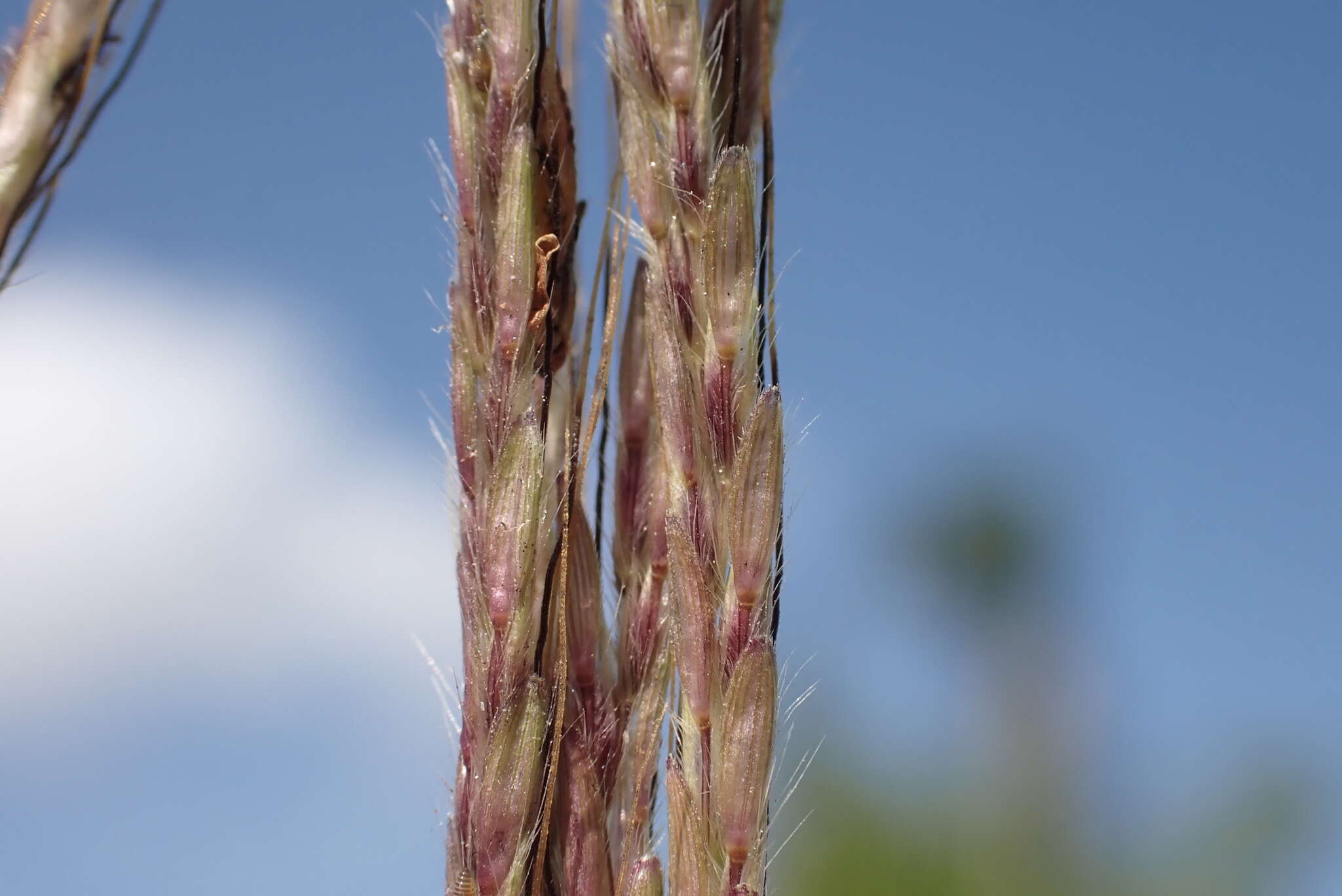 Image de Dichanthium annulatum var. annulatum