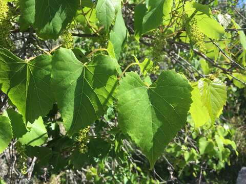 Image of fox grape