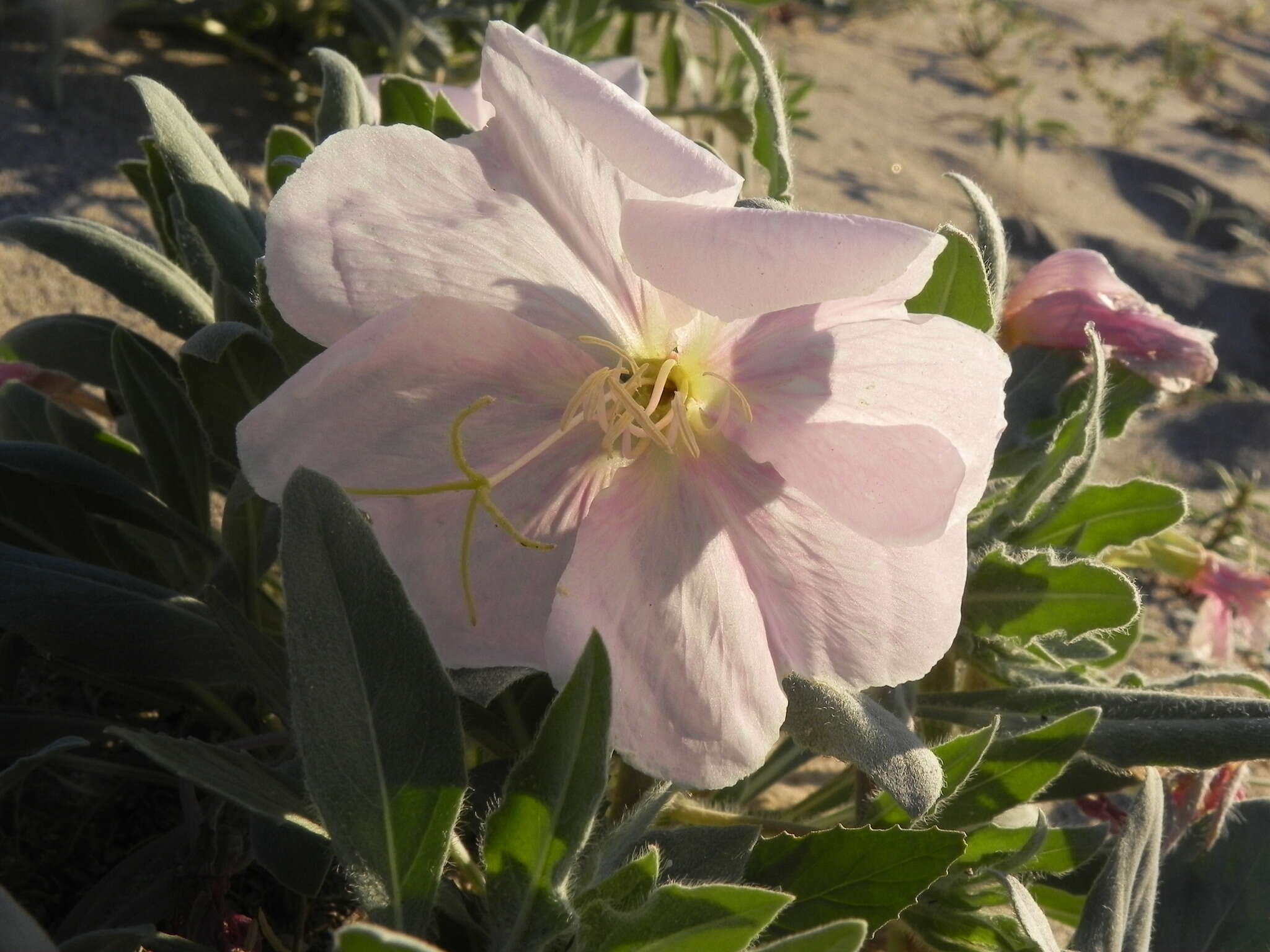 Imagem de Oenothera avita subsp. eurekensis (Munz & Roos) W. M. Klein