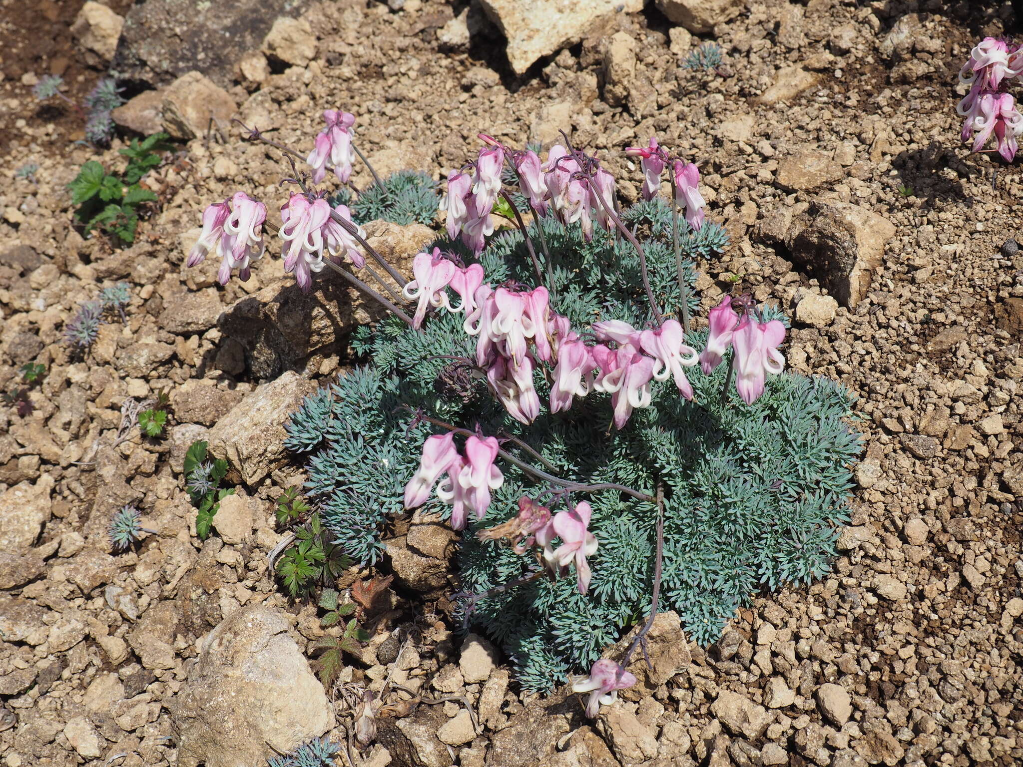 Image of Dicentra peregrina (Rudolph) Makino