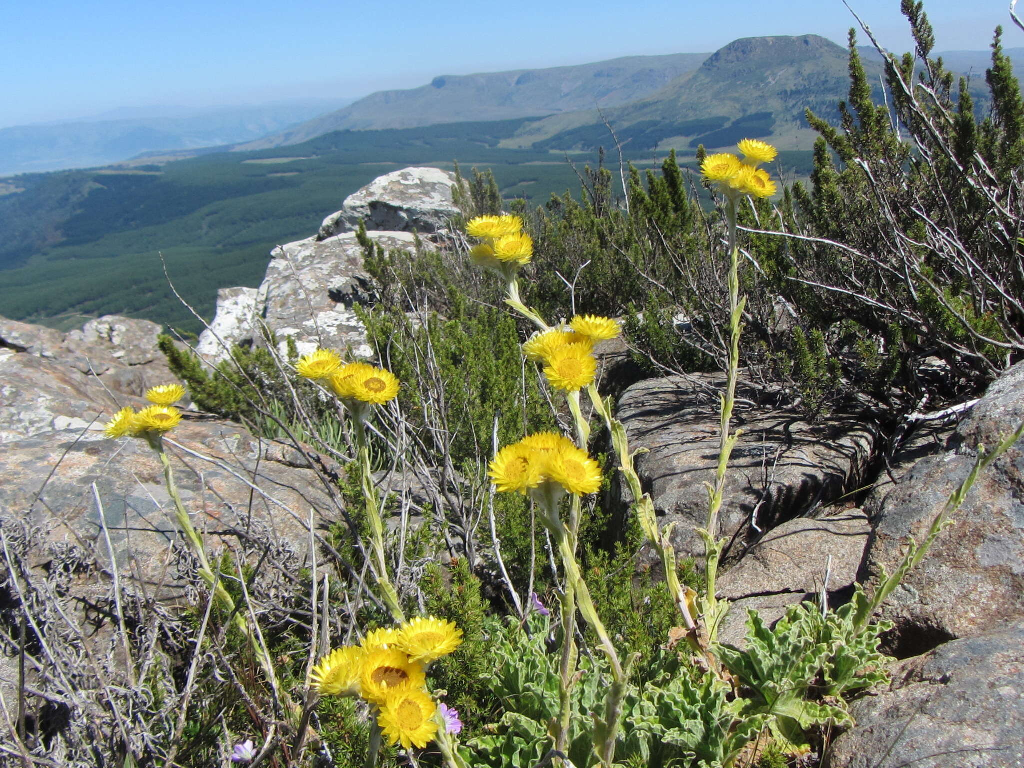 Helichrysum tenax M. D. Henderson resmi