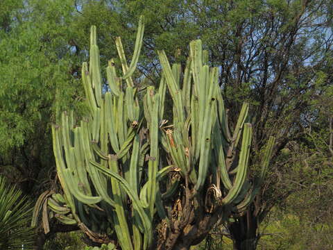 Stenocereus dumortieri (Scheidw.) Buxb.的圖片