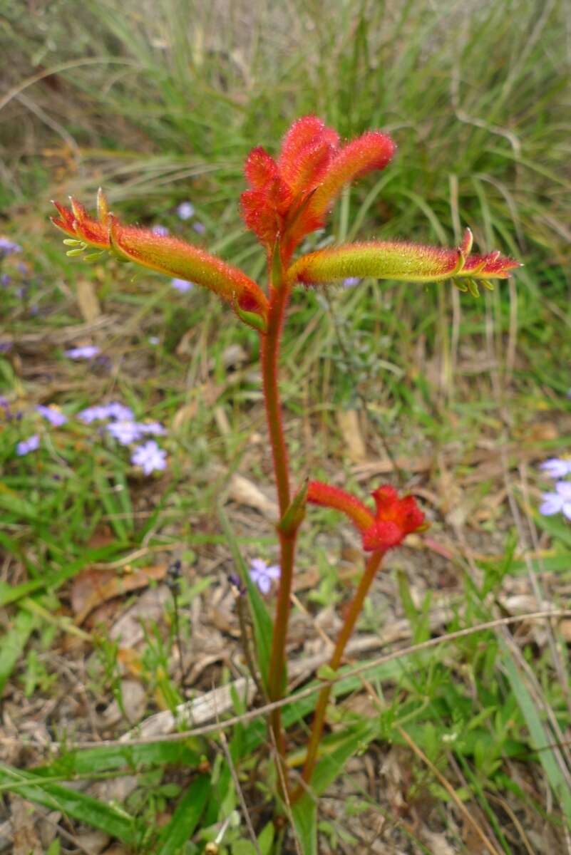 Imagem de Anigozanthos humilis Lindl.