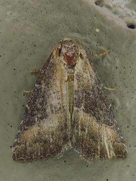 Image of Common Pinkband